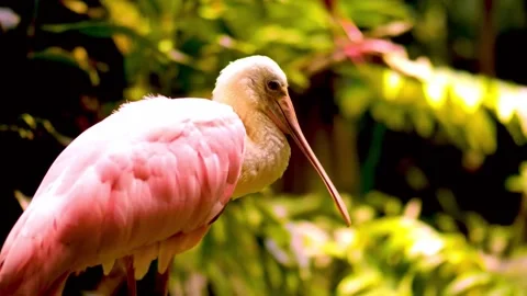 Spoonbill  Stock Footage 290094284