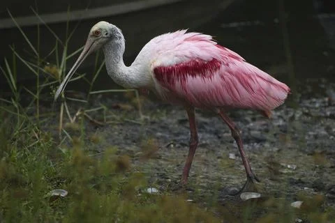 Spoonbill Foraging Stock Photos