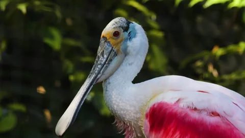  a Spoonbill ibis Stock Footage 244340472