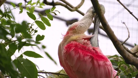 A spoonbill ibis Stock Footage 251740747