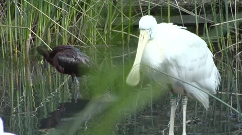 Spoonbill looking around it's enclosure Stock Footage 8653750