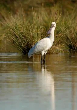 Spoonbill Stock Photos