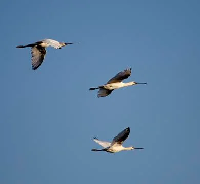 Spoonbill Stock Photos