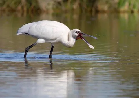 Spoonbill Stock Photos