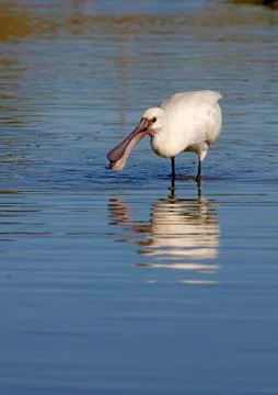Spoonbill Stock Photos