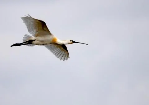 Spoonbill Stock Photos