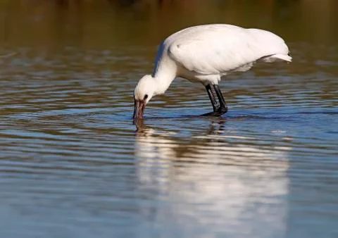 Spoonbill Stock Photos