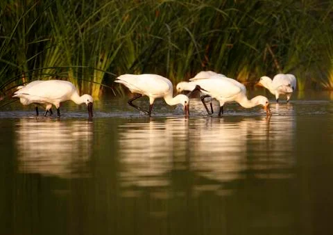 Spoonbill Stock Photos