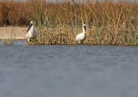 Spoonbill Stock Photos