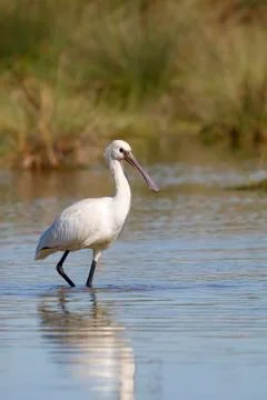 Spoonbill Stock Photos