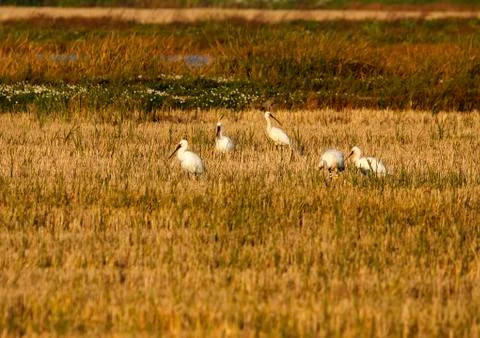 Spoonbill Stock Photos