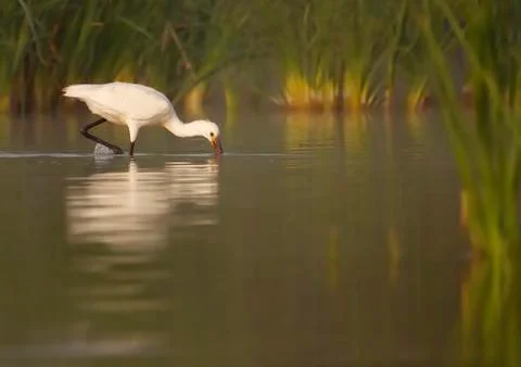 Spoonbill Stock Photos