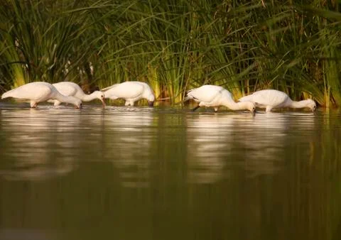 Spoonbill Stock Photos