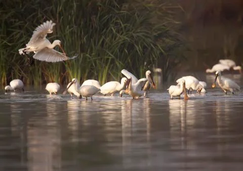 Spoonbill Stock Photos