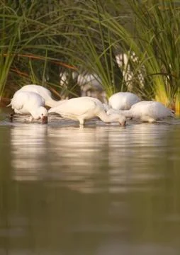 Spoonbill Stock Photos