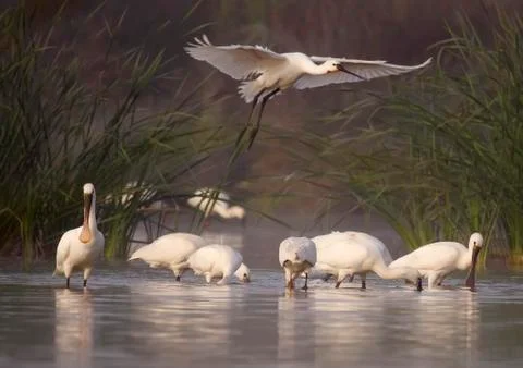 Spoonbill Stock Photos