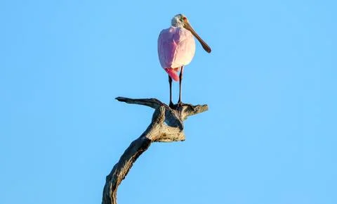 Spoonbill Foto stock