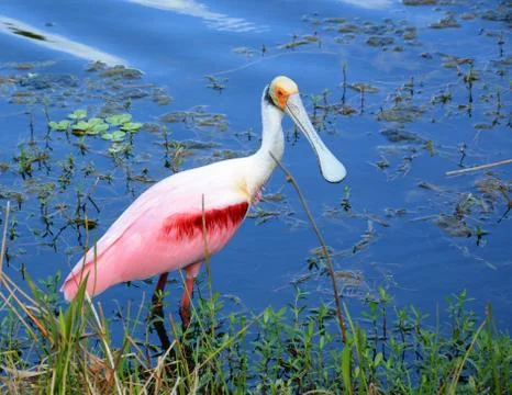 Spoonbill Foto stock