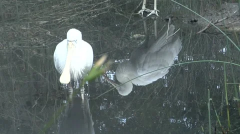 Spoonbill in a pond and a second in a reflection Stock Footage 8682993