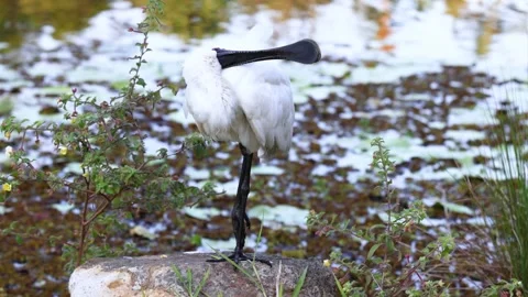 Spoonbill Preening by Pond 库存影片 303533070