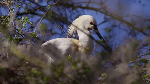 Spoonbill sleeping in a nest up in some trees, tight focus static close up Vidéo 332787077