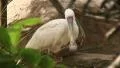 Spoonbill Stork HD Footage