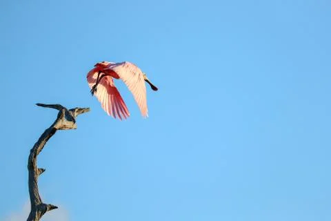 Spoonbill takeoff Foto stock