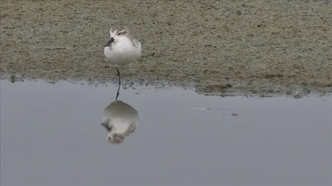 Spoonbilled Sandpiper hops 스톡 동영상 128677707