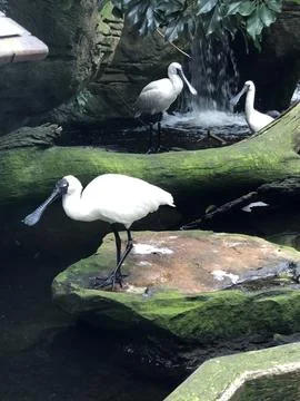 Spoonbills in enclosure Stock Photos