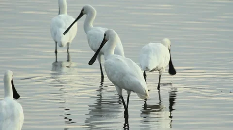Spoonbills Stock Footage 8666981