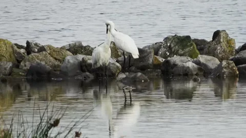 Spoonbills groom each other Stock Footage 252178531