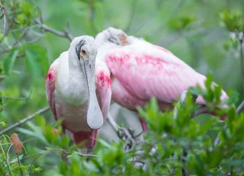Spoonbills Stock Photos