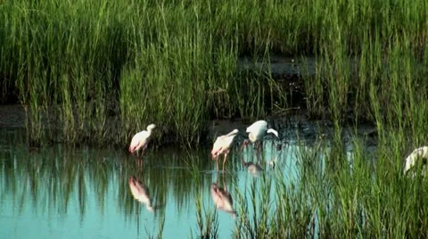 Spoonbills preening Stock Footage 28054309