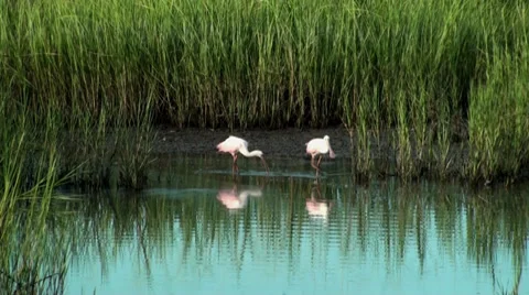 Spoonbills walking in the shallow water Stock Footage 28060424
