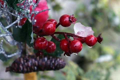 With a spoonful of snow, decorative red plants for Christmas Stock Photos