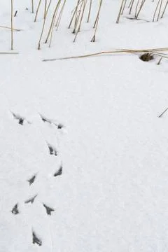 Spoor in snow Stock Photos