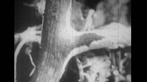 Spore bearing body of a tree fungus Stock Footage