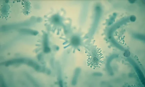 Spore Release Microscopic Time Lapse 4K Vídeo Stock 347105447