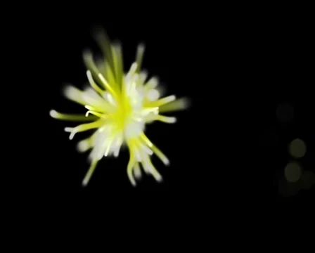 Spore yellow Stock Footage 5088788