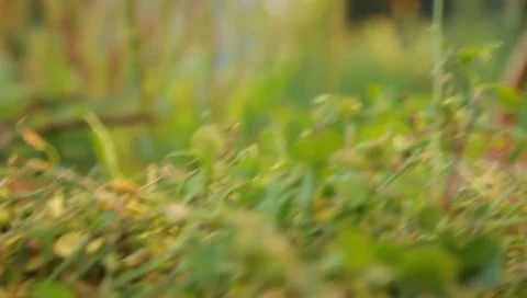 Sporish Stock Footage 8650910