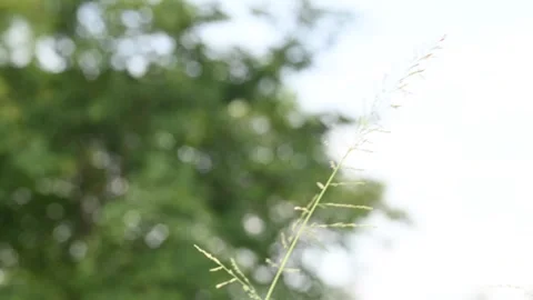 Sporobolus pyramidalis grass. Stock Footage 320088949