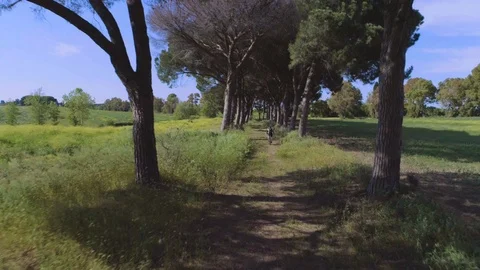 Sport with sunny perspective pine tree alley scenery Stock Footage 92996494