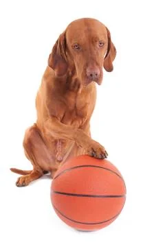 Sporting dog Foto stock