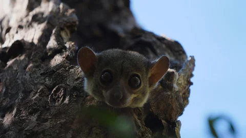 Sportive Lemur in a tree bole Video stock 88566872