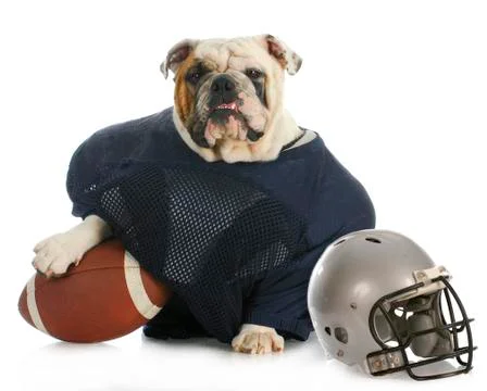 Sports hound Stock Photos