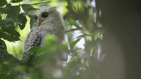 Spot-Bellied Eagle-Owl (Bubo Nipalensis) Stock Footage 281150168