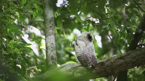 Spot-Bellied Eagle-Owl (Bubo Nipalensis) Stock Footage 281150843