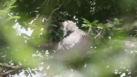 Spot-Bellied Eagle-Owl (Bubo Nipalensis) Stock Footage 281151313