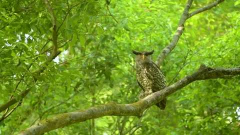 Spot bellied eagle owl at Corbett Tiger Reserve, Uttarakhand, India Stock Footage 320471000