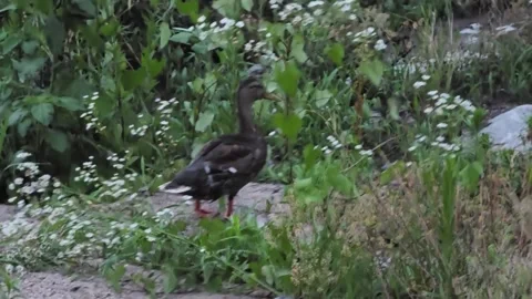 Spot-billed Duck Exploring Riverside Vegetation Stock Footage 339635269